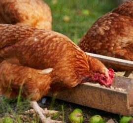 Bio Hühnerfutter – für Eier in bester Qualität